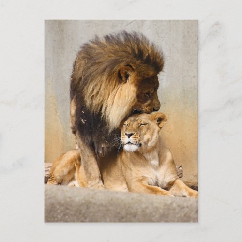 Male and Female Lion in Love Postcard