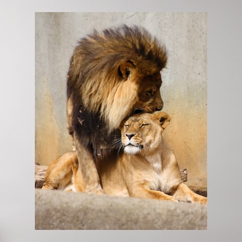 Male and Female Lion in Love Poster