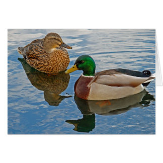 Male and Female Mallards Cards