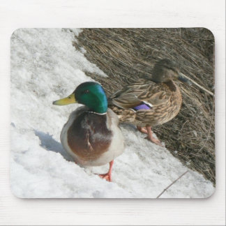 male and female mallards on snow mousepad
