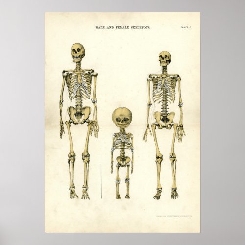 Male and Female Skeletons Poster