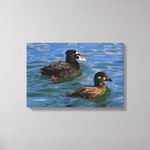 Male and Female Surf Scoter Ducks at the Pier Canvas Print