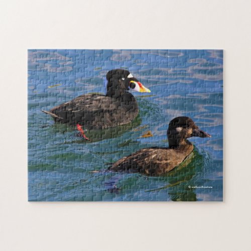 Male and Female Surf Scoter Ducks at the Pier Jigsaw Puzzle