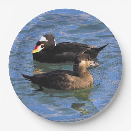 Male and Female Surf Scoter Ducks at the Pier Paper Plates