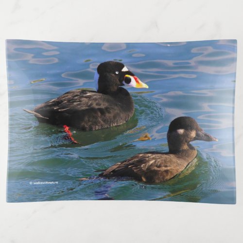 Male and Female Surf Scoter Ducks at the Pier Trinket Tray