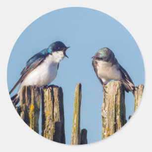 Tree Swallow Bird Illustration Blue White Cute' Sticker