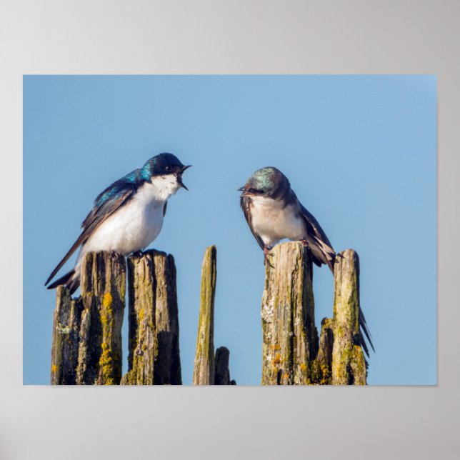 Male and female Tree Swallow Poster (Front)