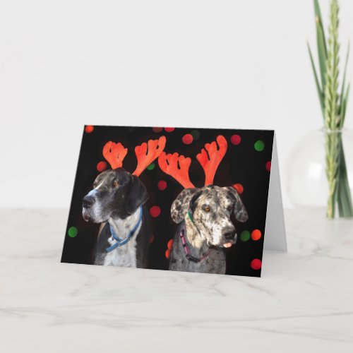 Male and Great Dane in reindelers Holiday Card
