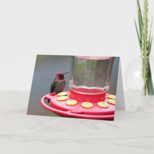 Male Annas Hummingbird Frameable Art Card