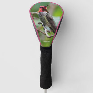 Male Anna's Hummingbird on the Plum Tree Golf Head Cover