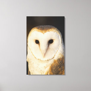 Male Barn Owl (Tyto alba), USA. Canvas Print