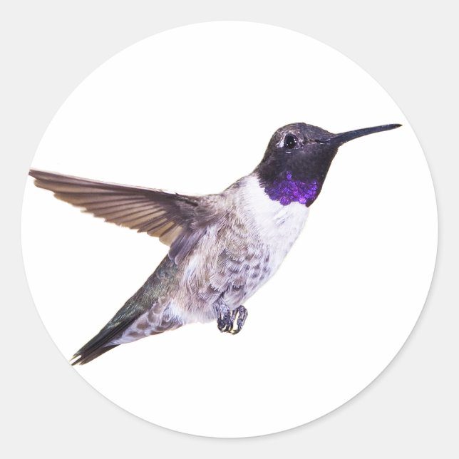 Male Black-chinned Hummingbird sticker (Front)