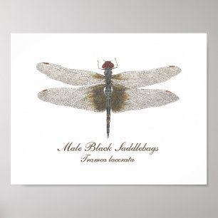 Male Black Saddlebags Dragonfly watercolor Poster