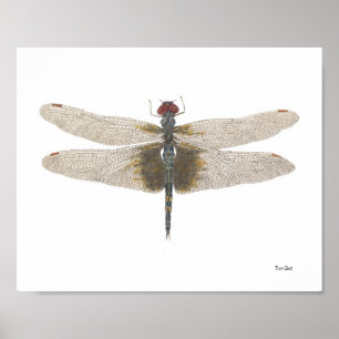 Male Black Saddlebags Dragonfly Watercolor Poster