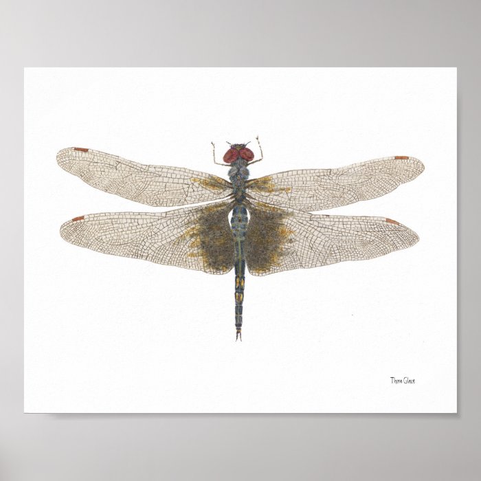 Male Black Saddl Dragonfly Watercolor Print