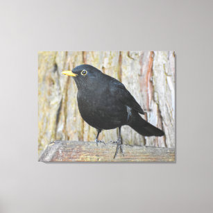 Male Blackbird  Canvas Print