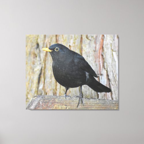 Male Blackbird  Canvas Print