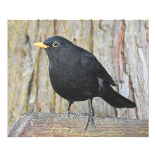 Male Blackbird  Photo Print