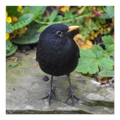 Male Blackbird  Photo Print