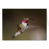 Male Broad - tailed hummingbird (Front Horizontal)