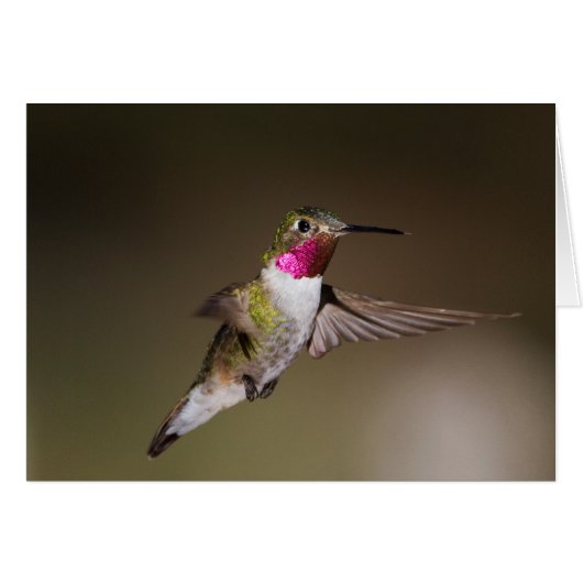 Male Broad - tailed hummingbird (Front Horizontal)