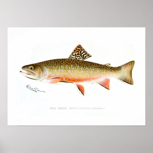 Male Brook Trout Poster (Front)