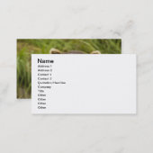 Male Brown Bear Fishing for Salmon Business Card (Front/Back)