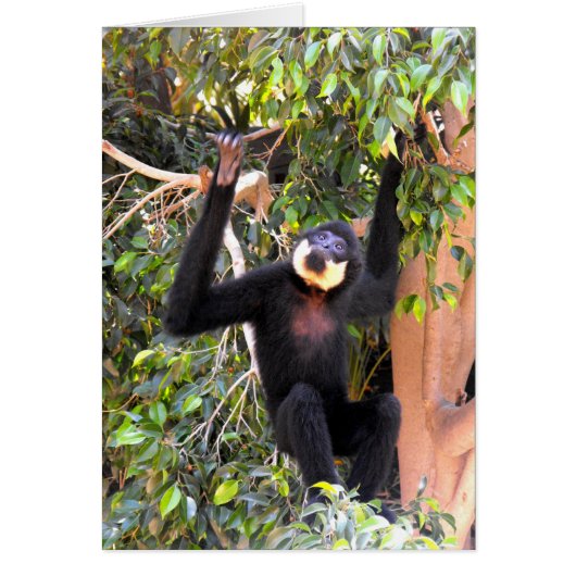 Male Buff cheeked gibbon Cards (Front)