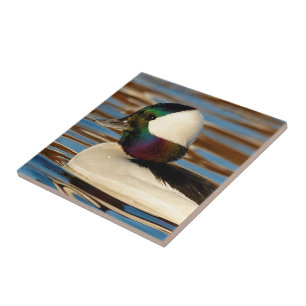 Male Bufflehead Duck in the Afternoon Sun Ceramic Tile