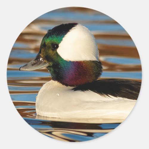 Male Bufflehead Duck in the Afternoon Sun Classic Round Sticker