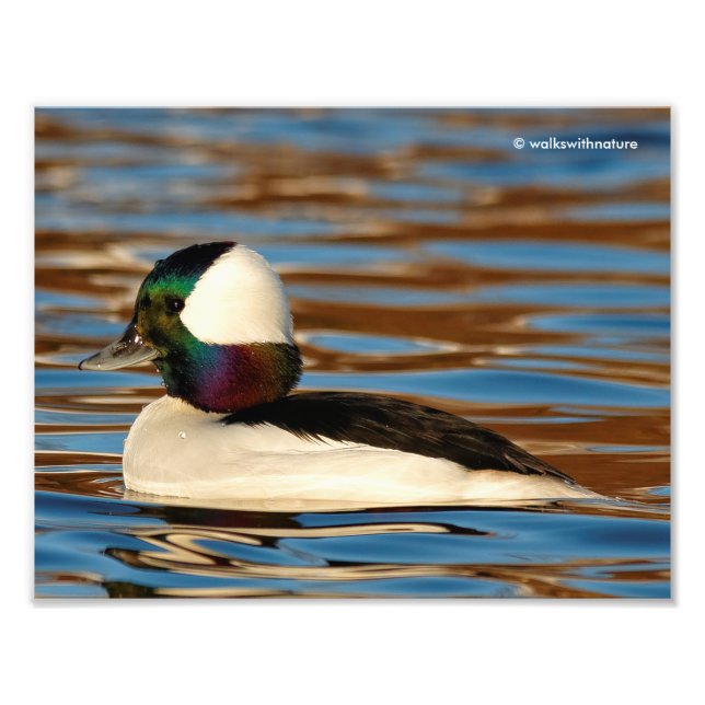 Male Bufflehead in the Afternoon Sun Photo Print (Front)