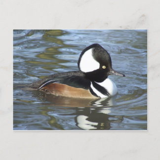 Male Bufflehead Postcard