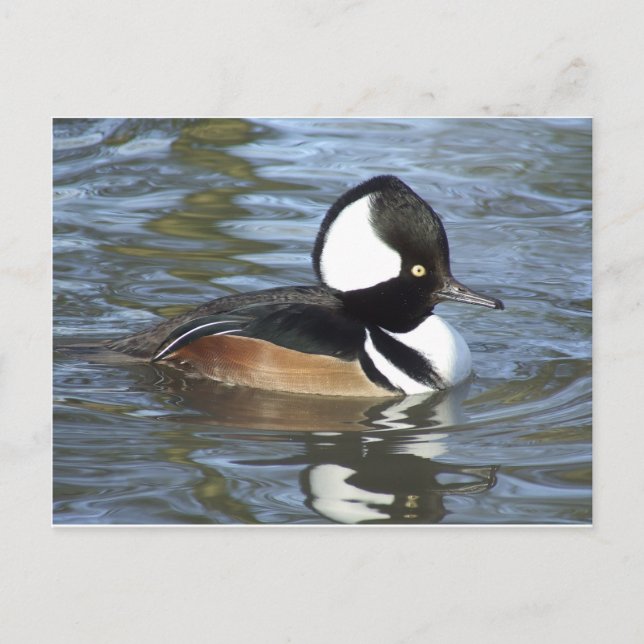 Male Bufflehead Postcard (Front)