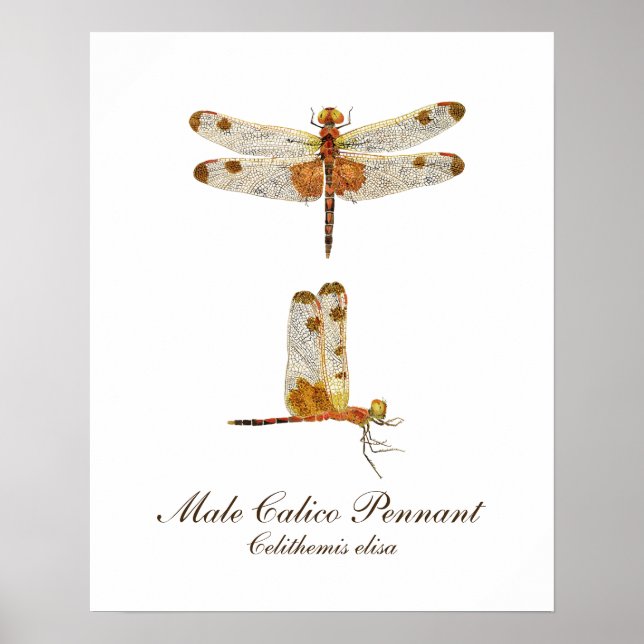 Male Calico Pennant Dragonfly Poster (Front)