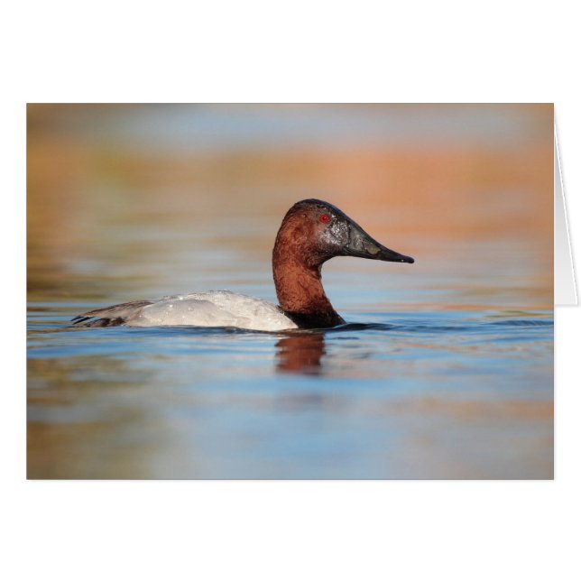 Male canvasback duck cards (Front Horizontal)