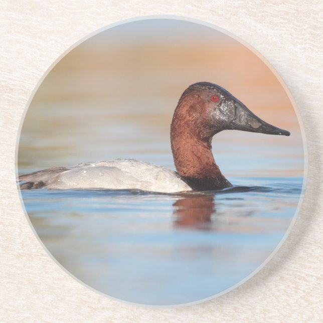 Male Canvasback duck Coaster (Front)