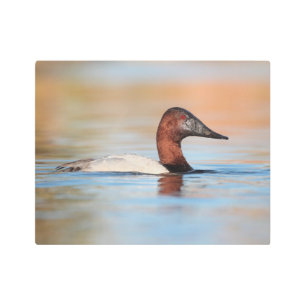 Male canvasback duck metal print