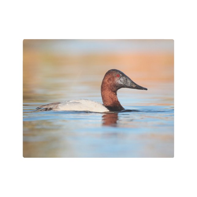 Male canvasback duck metal print (Front)