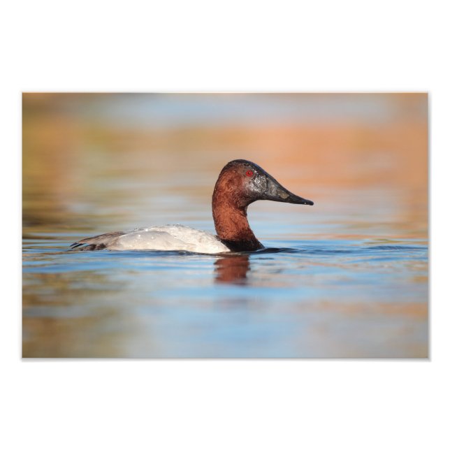 male canvasback duck photo print (Front)