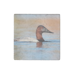 Male Canvasback duck Stone Magnet