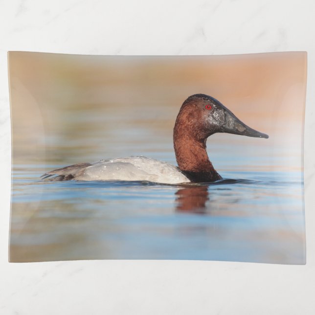 Male Canvasback Duck Trinket Tray (Front)
