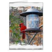 Male Cardinal (Front)