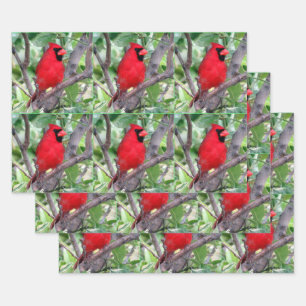 Male Cardinal - All Occasion Wrapping Paper Sheets