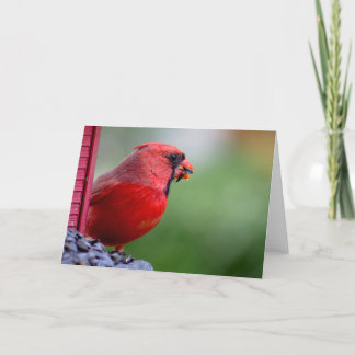 male cardinal at feeder in the Spring Card