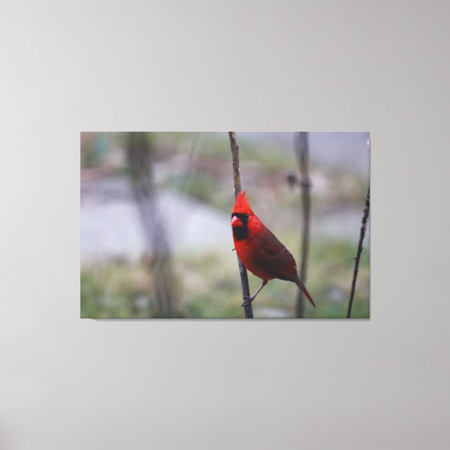 Male Cardinal Bird Canvas Print (Front)