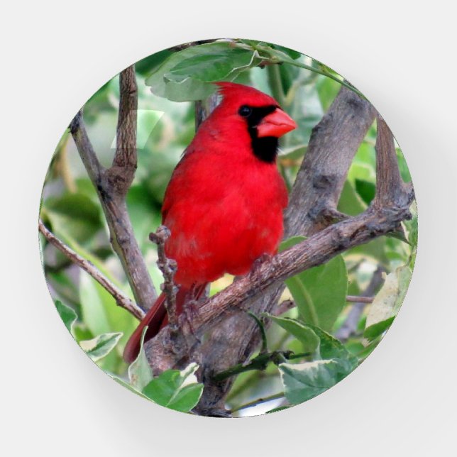 Male Cardinal - Bird Paperweight (Front)