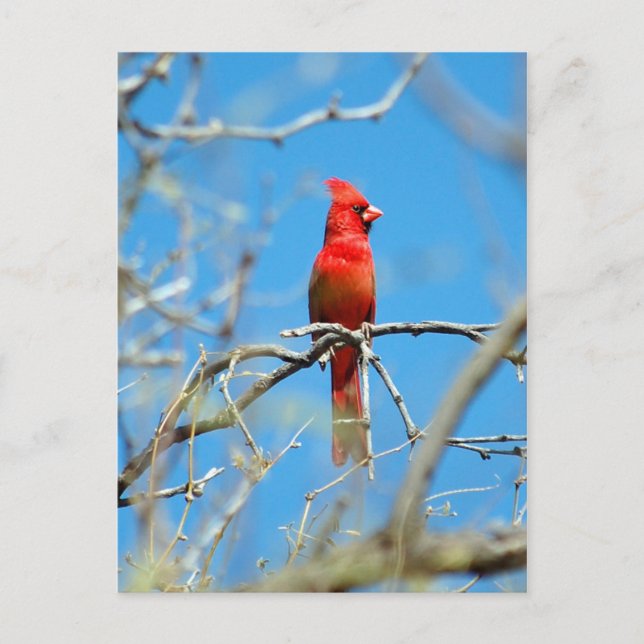 Male Cardinal bird Postcard (Front)
