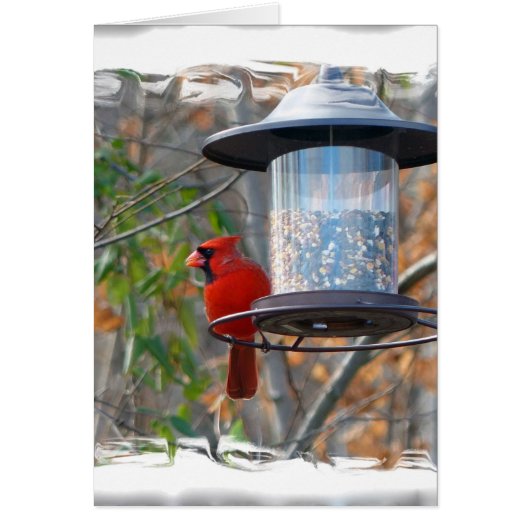 Male Cardinal Cards (Front)