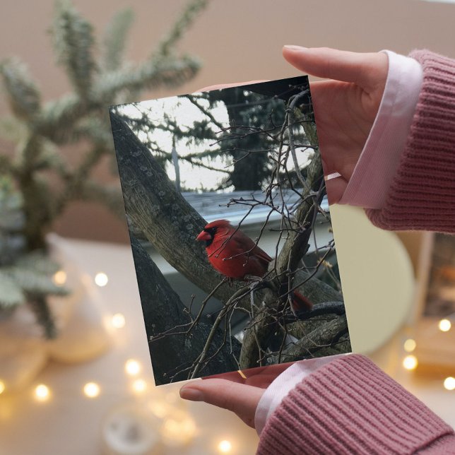 Male Cardinal Christmas Card (Creator Uploaded)