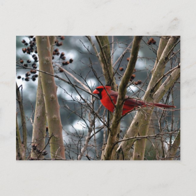 Male Cardinal Concentrating Postcard (Front)